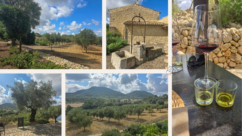 Olivenölverkostung auf der Finca Treurer – traditionelles mallorquinisches Landgut zwischen Olivenhainen