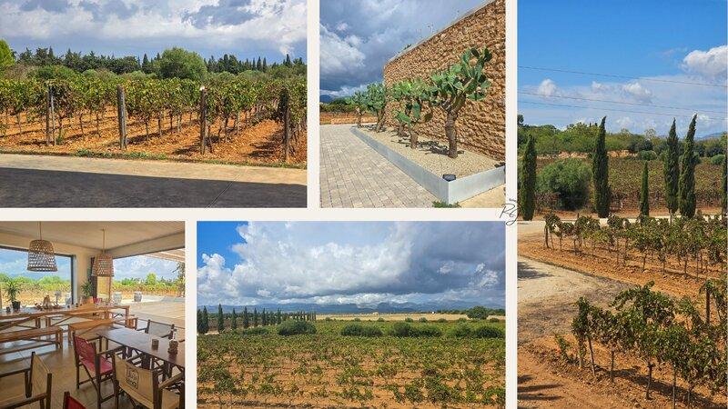 Weinverkostung auf der Finca Son Juliana auf Mallorca – Weinberge und moderne Bodega mit Ausblick