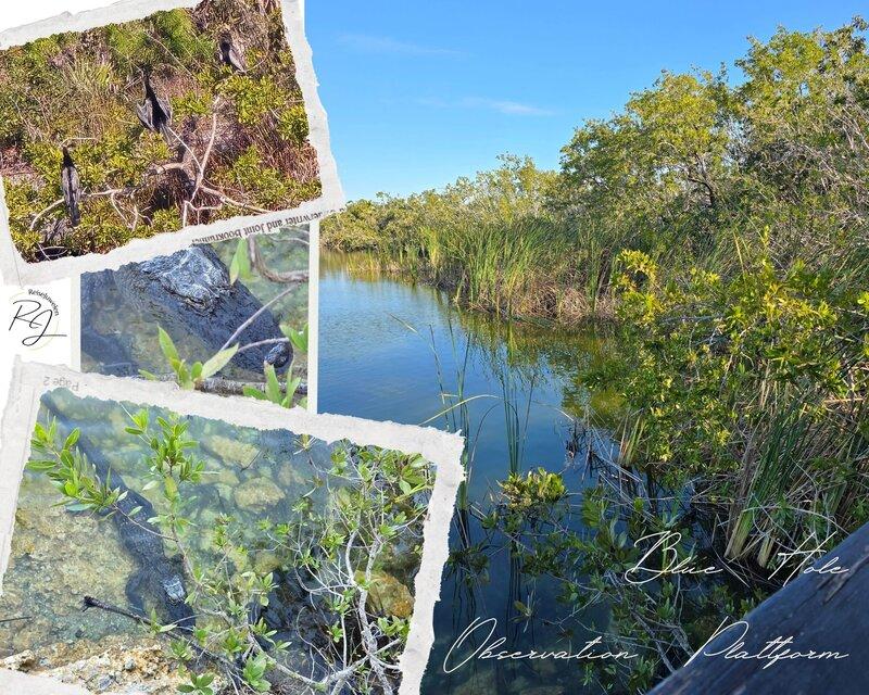 Aussichtsplattform Blue Hole Observation Deck auf Big Pine Key 2026, Blick auf den Süßwassersee im National Key Deer Refuge mit Alligatoren und Schildkröten.