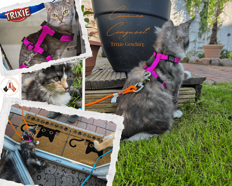 Collage zu Profukttest von Trixie Katzengeschirr. Model Macy trägt das in verschiedenen Posen