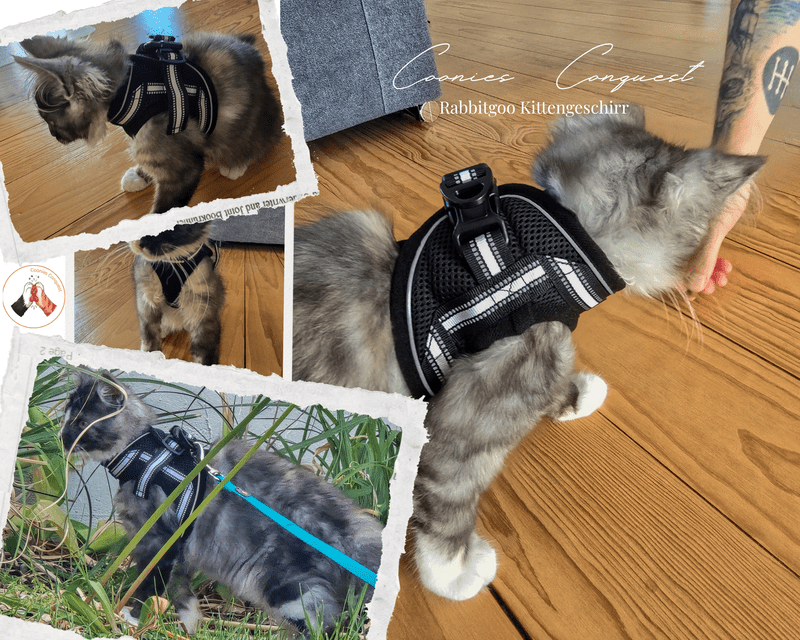 Collage von einem Katzengeschirrtest: Modell Macy in Rabbittgo Kittengeschirr