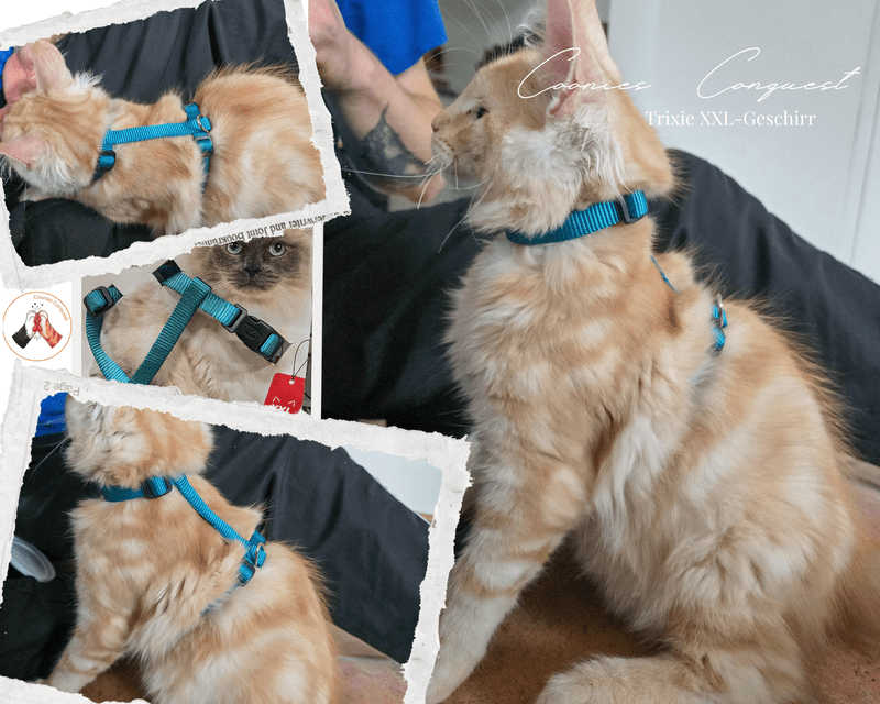 Collage vom Geschirrtest: Model Murphy mit Trixie XXL-Geschirr