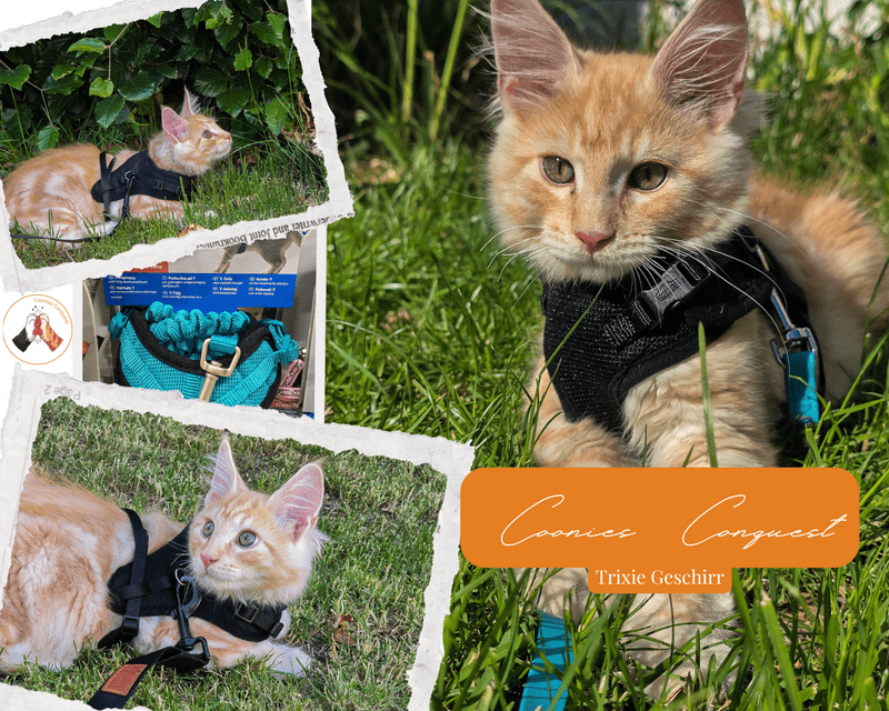 Collage vom Geschirrtest für Katzen: Model Murphy im Y-Geschirr von Trixie