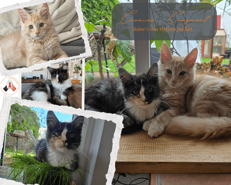 Eine Coonies Conquest Collage zum Thema Maine Coon Mythen. Rechts kuscheln die beiden Maine Coon Kitten Macy und Murphy auf einem Holzbrett, links zeigen kleinere Bilder die Katzen beim Entspannen auf dem Sofa und neugierig sitzend in einem Topf mit Katzengras.