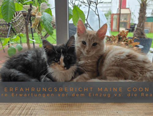 Das Titelbild für Coonies Conquest mit der Aufschrift „Erfahrungsbericht Maine Coon – Unsere Erwartungen vor dem Einzug vs. die Realität“. Zu sehen sind die beiden Maine Coon Kitten Macy und Murphy, die eng aneinander gekuschelt auf einem Holzbrett vor einem großen Fenster mit Blick in den Garten sitzen.