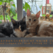 Das Titelbild für Coonies Conquest mit der Aufschrift „Erfahrungsbericht Maine Coon – Unsere Erwartungen vor dem Einzug vs. die Realität“. Zu sehen sind die beiden Maine Coon Kitten Macy und Murphy, die eng aneinander gekuschelt auf einem Holzbrett vor einem großen Fenster mit Blick in den Garten sitzen.