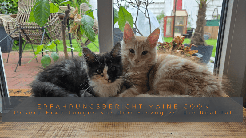 Das Titelbild für Coonies Conquest mit der Aufschrift „Erfahrungsbericht Maine Coon – Unsere Erwartungen vor dem Einzug vs. die Realität“. Zu sehen sind die beiden Maine Coon Kitten Macy und Murphy, die eng aneinander gekuschelt auf einem Holzbrett vor einem großen Fenster mit Blick in den Garten sitzen.