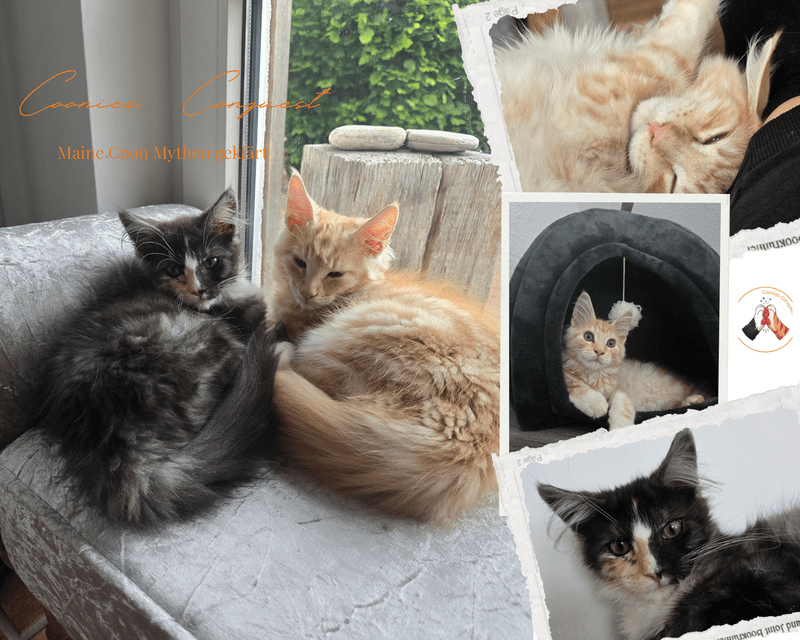 Fotocollage von Coonies Conquest zum Thema Maine Coon Mythen. Links sitzen die beiden Maine Coon Kitten Macy und Murphy gemeinsam am Fenster, rechts sind Schnappschüsse beim Schlafen, in einer Kuschelhöhle und als Nahaufnahme zu sehen.