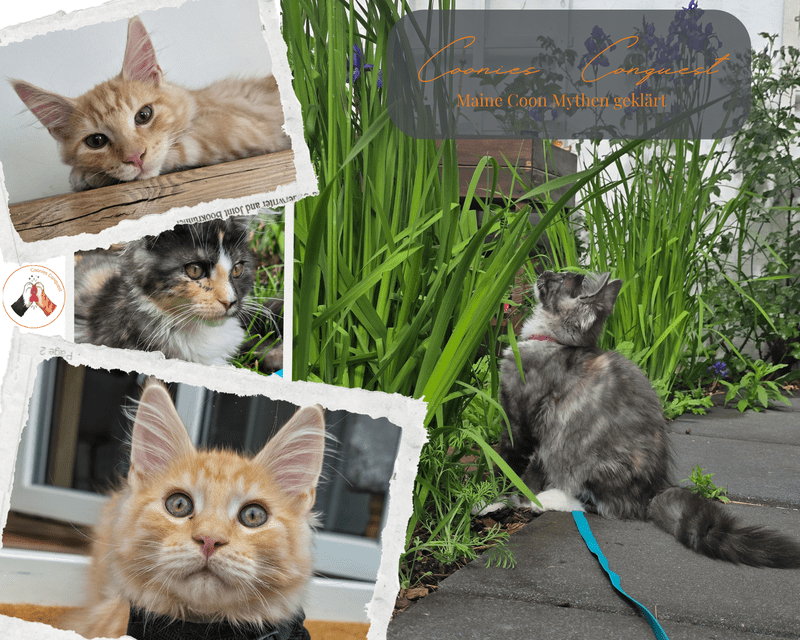 Fotocollage von Coonies Conquest über Maine Coon Mythen. Rechts sitzt eine Maine Coon Katze mit Geschirr und blauer Leine im Garten vor hohen grünen Pflanzen. Links zeigen Detailaufnahmen die Kitten Macy und Murphy beim Entspannen im Haus.