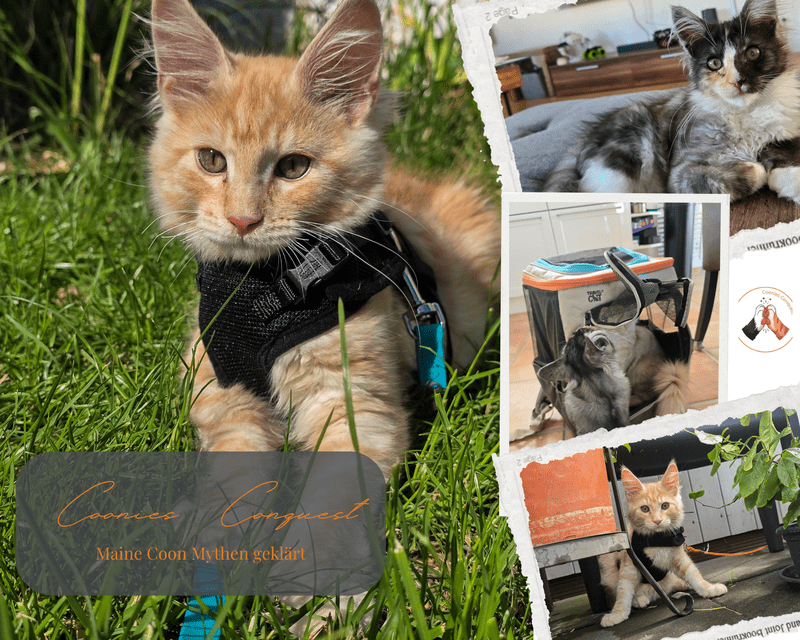 Eine Fotocollage von Coonies Conquest zum Thema Maine Coon Mythen. Links liegt das rote Maine Coon Kitten Murphy mit einem schwarzen Geschirr im grünen Gras. Rechts zeigen kleinere Bilder die Katzen beim Erkunden eines Rucksacks sowie beim Entspannen im Haus.
Maine Coon Erfahrungsbericht