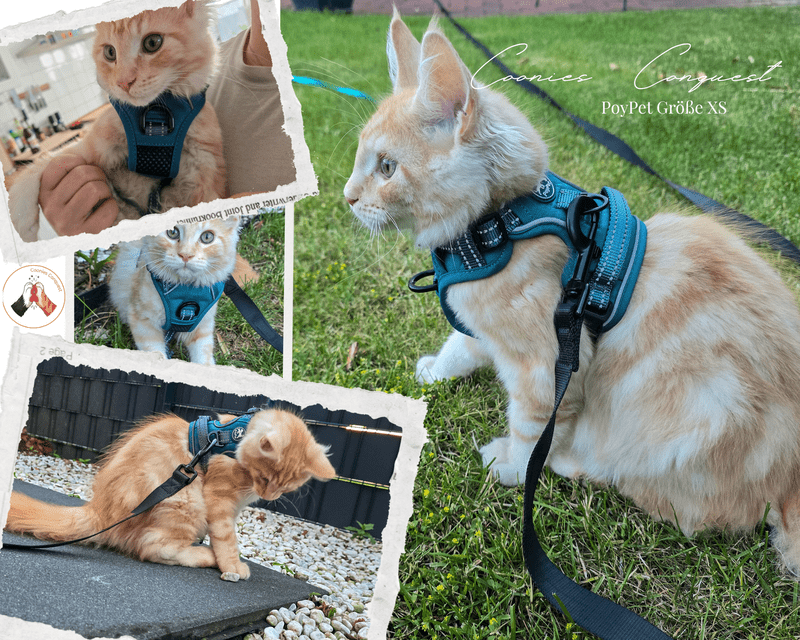 Collage von Katzengeschirrtest: Model Murphy in PoyPet Hundegeschirr Größe XS