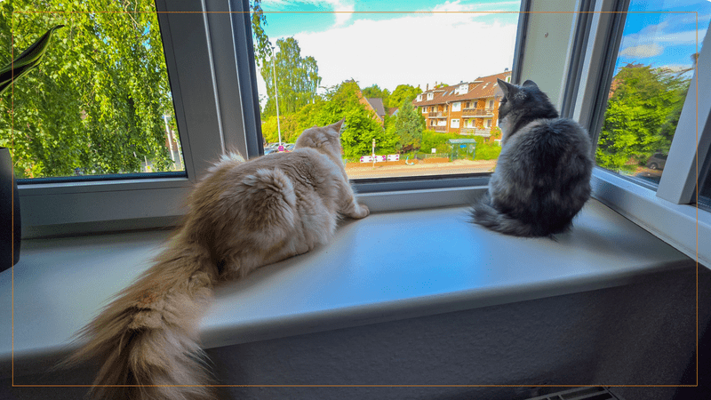 Zwei Maine Coon Katzen, Murphy und Macy, sitzen von hinten gesehen auf einer weißen Fensterbank und blicken durch ein großes Fenster nach draußen auf grüne Bäume und Häuser.
