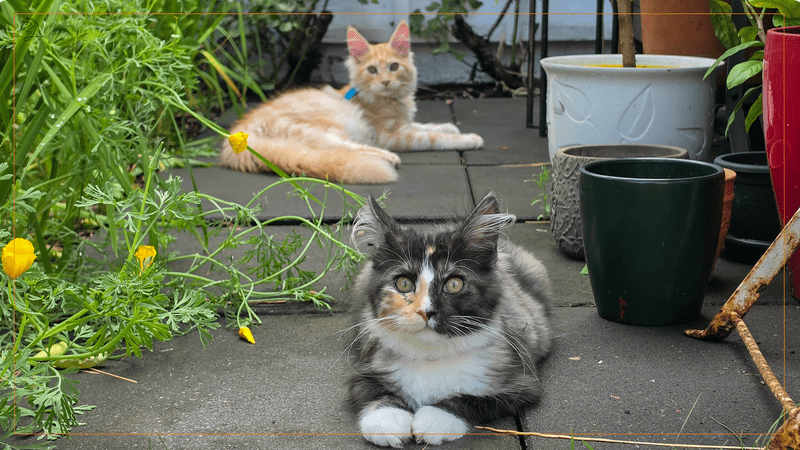 Zwei junge Maine Coon Katzen, Murphy und Macy, liegen entspannt im Garten zwischen grünen Pflanzen und gelben Blumen. Murphy, der hellrote Kater, liegt im Hintergrund auf Waschbetonplatten, während die dunkle Macy im Vordergrund direkt in die Kamera schaut.