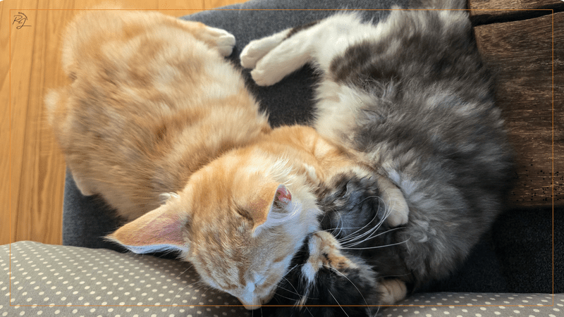 Draufsicht auf die beiden eng umschlungen schlafenden Maine Coon Kitten, Murphy und Macy, die eine untrennbare Kuschel-Einheit bilden und Geborgenheit ausstrahlen.