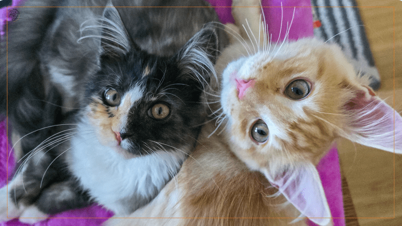 Eine extreme Nahaufnahme der Gesichter der beiden Maine Coon Kitten, Murphy und Macy, die eng aneinandergekuschelt liegen und mit großen, neugierigen Augen direkt in die Kamera blicken.