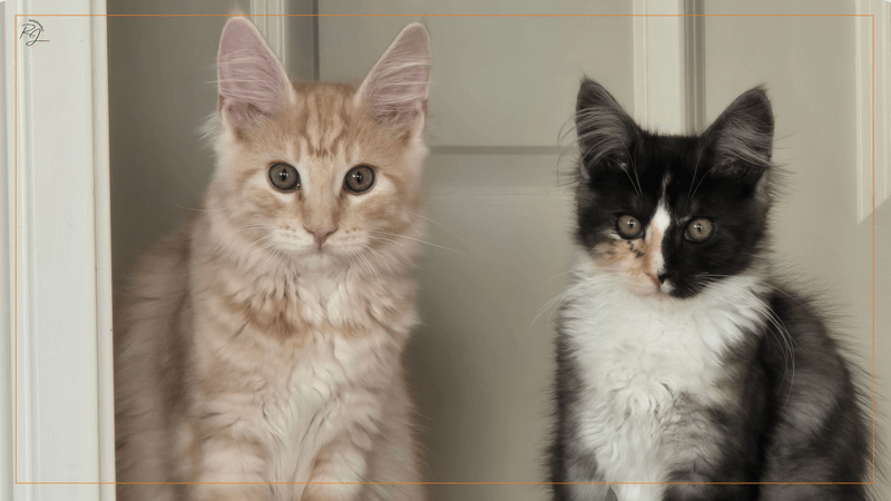 Ein enges Porträt der beiden Maine Coon Kitten Murphy und Macy, die direkt in die Kamera blicken. Die linke Katze ist hellrot-tabby, die rechte Calico mit dem markanten dunklen Split-Face. Der Hintergrund ist ein schlichter, cremefarbener Türrahmen, die PJ-Signatur ist oben links.