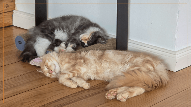 Die beiden Maine Coon Kitten, Murphy und Macy, liegen tief entspannt und schlafend auf einem hellen Holzfußboden neben einer weißen Wand und strahlen vollkommenes Vertrauen aus.
