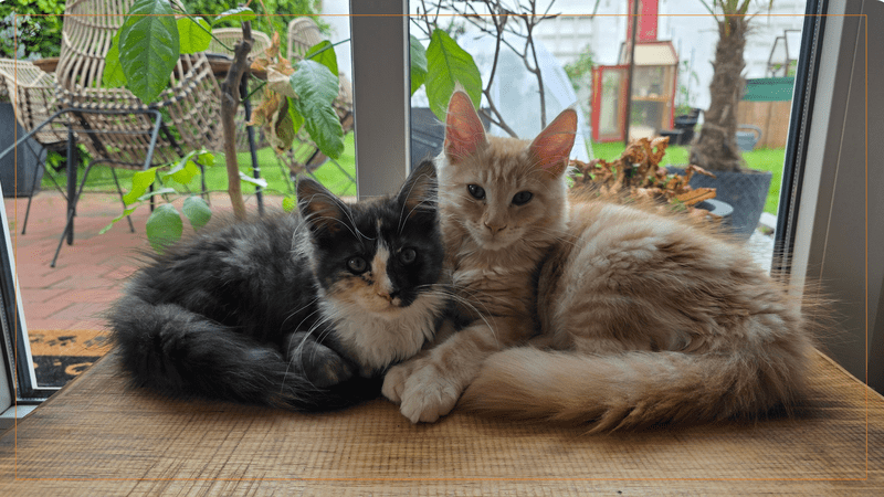 Draufsicht auf die beiden eng umschlungenen Maine Coon Kitten Murphy und Macy, die auf einem dunklen Teppichboden in einem hellen Wintergarten liegen. Die calico-farbene Macy blickt in die Kamera, während Murphy neben ihr liegt, umgeben von grünen Topfpflanzen im Hintergrund.
Tierversicherung Katze sinnvoll
