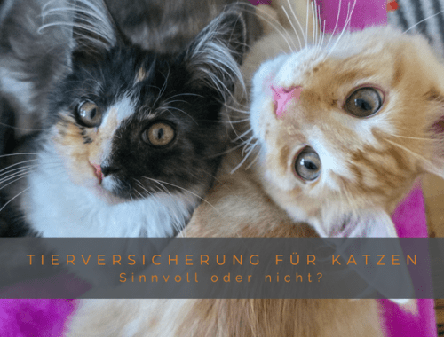 Das offizielle Titelbild für den Artikel über Tierversicherungen für Katzen, basierend auf dem engen Porträt von Murphy und Macy. Ein horizontaler grauer Balken im unteren Drittel enthält den Text: 'TIERVERSICHERUNG FÜR KATZEN' in Großbuchstaben, darunter kleiner 'Sinnvoll oder nicht?'.