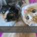 Das offizielle Titelbild für den Artikel über Tierversicherungen für Katzen, basierend auf dem engen Porträt von Murphy und Macy. Ein horizontaler grauer Balken im unteren Drittel enthält den Text: 'TIERVERSICHERUNG FÜR KATZEN' in Großbuchstaben, darunter kleiner 'Sinnvoll oder nicht?'.