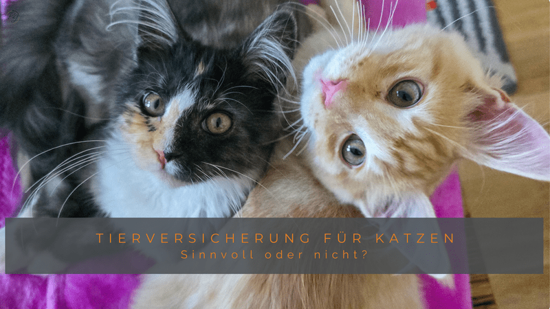 Das offizielle Titelbild für den Artikel über Tierversicherungen für Katzen, basierend auf dem engen Porträt von Murphy und Macy. Ein horizontaler grauer Balken im unteren Drittel enthält den Text: 'TIERVERSICHERUNG FÜR KATZEN' in Großbuchstaben, darunter kleiner 'Sinnvoll oder nicht?'.