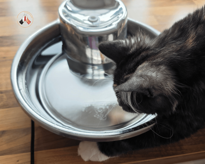 Pioneer Pet Big Max Style Trinkbrunnen